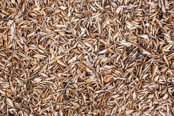Feuilles mortes tombées d'un micocoulier 