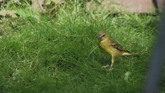 A village weaver bird. Female Village Weaver with ruffled feathers. Ploceus cucullatus.