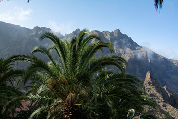 Fototapeta na wymiar Palm tree in front of the ten mountains on Masca