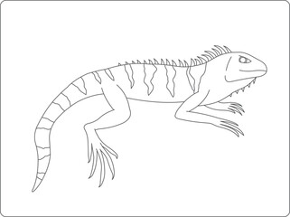 Iguana vector illustration, reptile drawn illustration, cartoon reptile coloring book