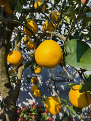 pomelo tree in garden