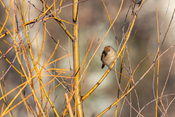 Female Eurasian Blackcap perched on a tree branch