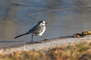 White Wagtail walking in the water of a pond