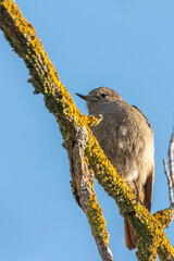 Female Eurasian Blackcap perched on a tree branch