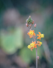 bulbine frutescens