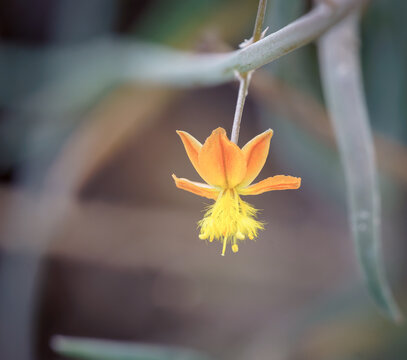bulbine frutescens