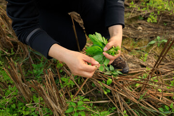 woman hand picking herb at garden