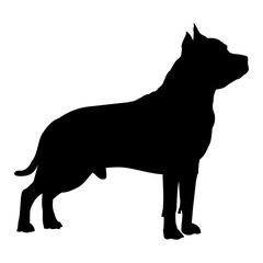 Vector isolated black silhouette of a dog American Staffordshire terrier
