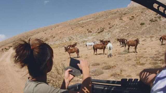 a girl rides a pickup jeep and takes pictures of a herd of horses on her phone. travel by car in the desert.