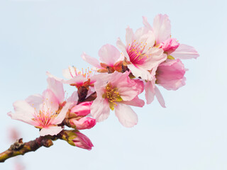 Pink almond blossoms in spring