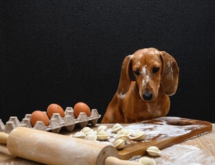A red-haired dachshund dog sculpts Russian dumplings in the home kitchen of a farmhouse, looking...