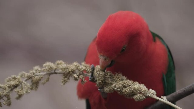 Close up of wild male king parrot Australian native bird feeding. High quality FullHD footage