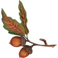 watercolor hand drawn acorn branch © angela0982