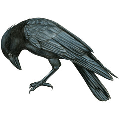 Fototapeta premium Watercolor hand drawn realistic crow