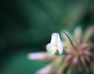 Obraz premium clover