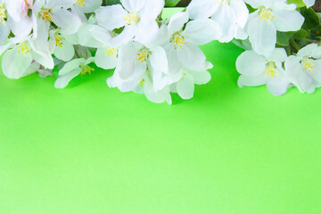 A beautiful sprig of an apple tree with white flowers against a green background. Blossoming branch. Spring still life. Place for text. Concept of spring or mom day