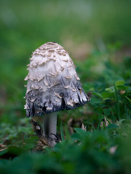 coprinus comatus