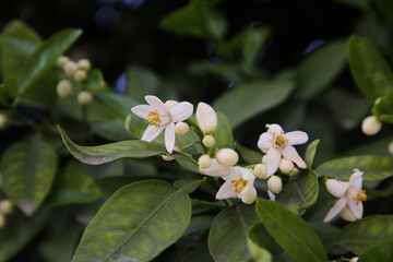 Beautiful grapefruit flowers blooming on tree branch outdoors
