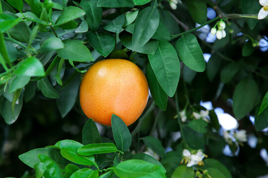 Ripe grapefruit and flowers growing on tree outdoors