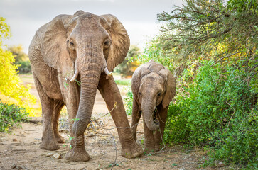 A female elephant with a calf feeding from a bush, Samburu National Reserve, Kenya.