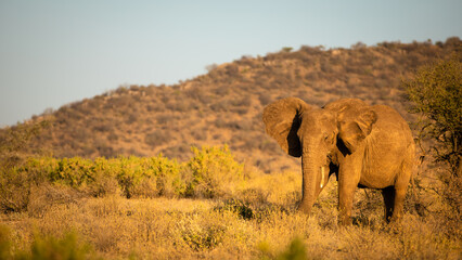 Fototapeta na wymiar An elephant ( Loxodonta Africana) in the early morning light, Samburu National Reserve, Kenya.