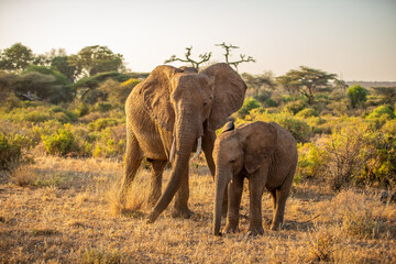 A female elephant with a calf feeding, Samburu National Reserve, Kenya.