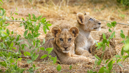 Two young lion cubs ( Panthera Leo) looking at the camera, Samburu National Reserve, Kenya.