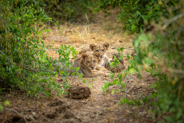 Naklejka na ściany i meble Two young lion cubs ( Panthera Leo) looking at the camera, Samburu National Reserve, Kenya.
