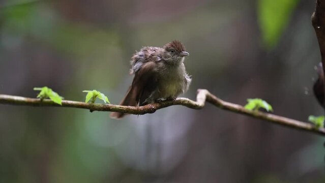 Abbott's Babbler Bird watching in forest 