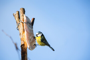 Photo of the titmouse is sitting on the  piece of lard under warm sunlight on the winter. Wintertime and warm springtime atmosphere. Titmouse is eating the lard on the background blue sky.