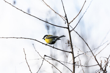 Photo of the titmouse is sitting on the branch of tree under warm sunlight on the background sky on the winter. Wintertime and warm springtime atmosphere.