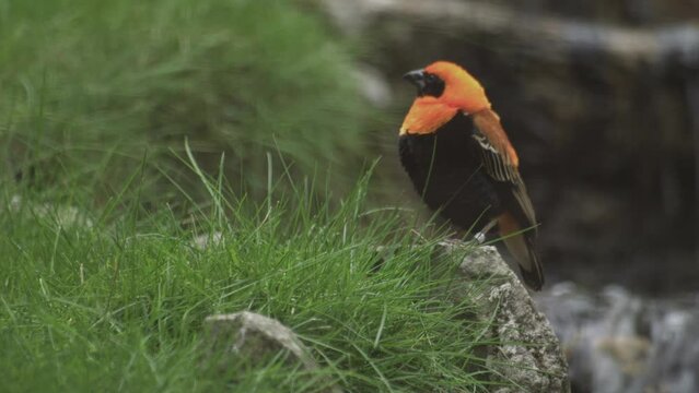Black-winged red bishop. lovely Red Bishop Bird. Euplectes hordeaceus