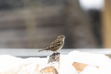 Close up photo of the sparrow it's sitting on the firewood it's covered snow and looking at the camera under warm sunlight on the winter. It's funny bird. Wintertime and warm springtime atmosphere.