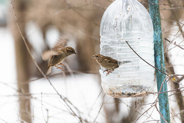 Photo of the sparrows one is sitting on the plastic bottle feeder another one is harding on the air under warm sunlight on the winter. It's funny pair of birds. Wintertime and springtime atmosphere