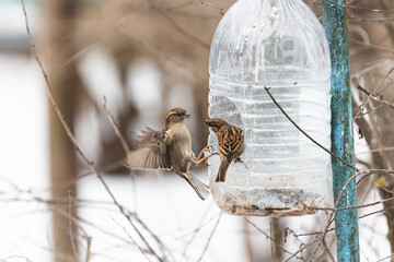 Photo of the sparrows one is sitting on the plastic bottle feeder another one is harding on the air under warm sunlight on the winter. It's funny pair of birds. Wintertime and springtime atmosphere