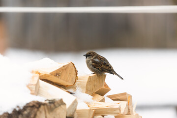 Close up photo of the sparrow it's sitting on the firewood it's covered snow and looking at the camera under warm sunlight on the winter. It's funny bird. Wintertime and warm springtime atmosphere.
