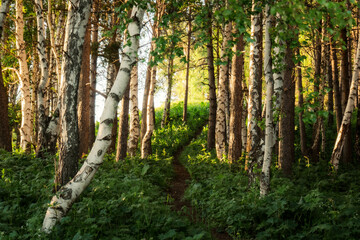 Fototapeta premium trees in the woods