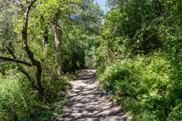 Fototapeta premium path in the park