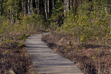 Forest in Winter and Empty Wooden Path. No People. Selective focus, very shallow depth of field