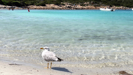 seagull on the beach