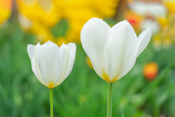 Fototapeta premium white tulips in the garden on a beautiful background