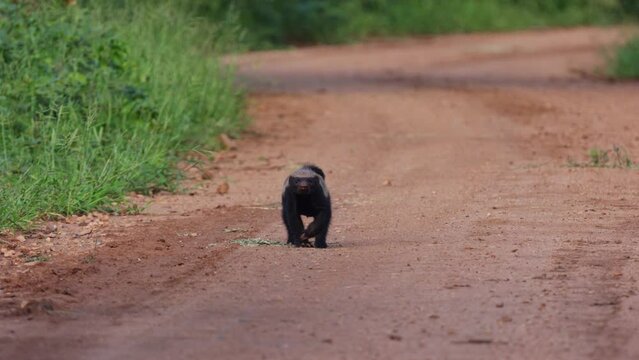  a Honey badger on the road