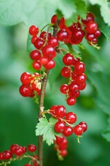 Red currant grows on a branch in the woods or in the garden.