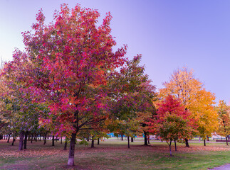 Colorful Public Park with Autumn Colors. Beautiful Autumn Nature