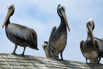 Pelicans on the pier