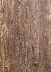 Gray board. Old board, close up. Wood texture. Natural wood background. Old wooden panel. Tree background