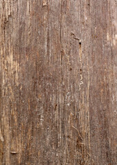 Fototapeta premium Gray board. Old board, close up. Wood texture. Natural wood background. Old wooden panel. Tree background