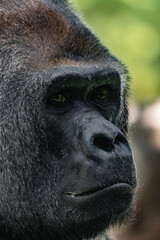 Fototapeta premium Portrait of a Western Lowland Gorilla 