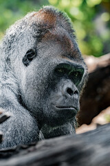 Portrait of a Western Lowland Gorilla 