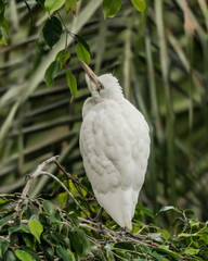 Little egret (Egretta garzetta) portrait